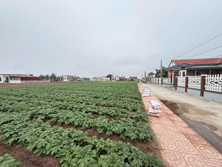 Chủ cần tiền bán đất ven biển Quất Lâm