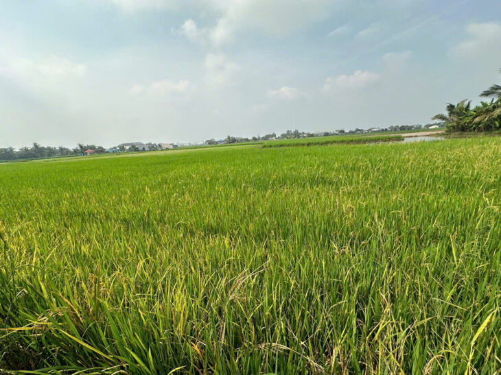 CHÍNH CHỦ CẦN BÁN NHANH ĐẤT TẠI ẤP AO GÒN, XÃ TÂN LÂN , CẦN ĐƯỚC, LONG AN