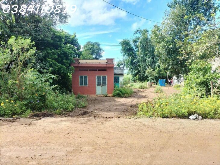 4 héc cao su thiên nhiên đang đến thu mủ, 2 TỶ