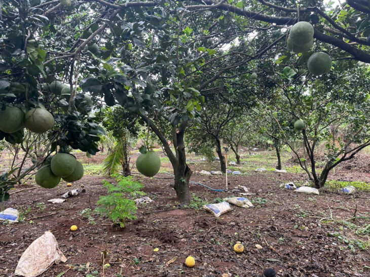 Chủ cần bán gấp 5000mv mt bê tông ô tô cách nhựa 50m