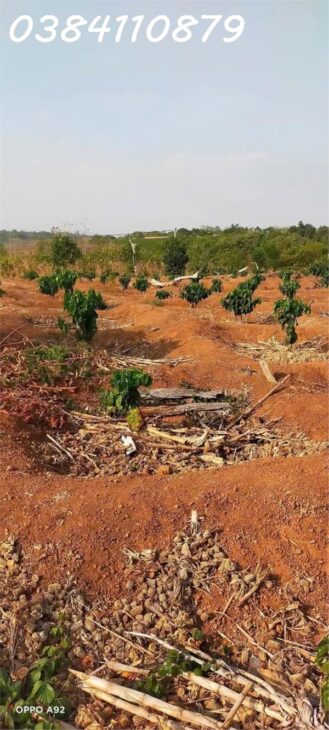 1HA CÀ PHÊ, CÓ NHÀ NHỎ, ĐẤT ĐẸP, HỆ THỐNG TƯỚI ĐẦY ĐỦ