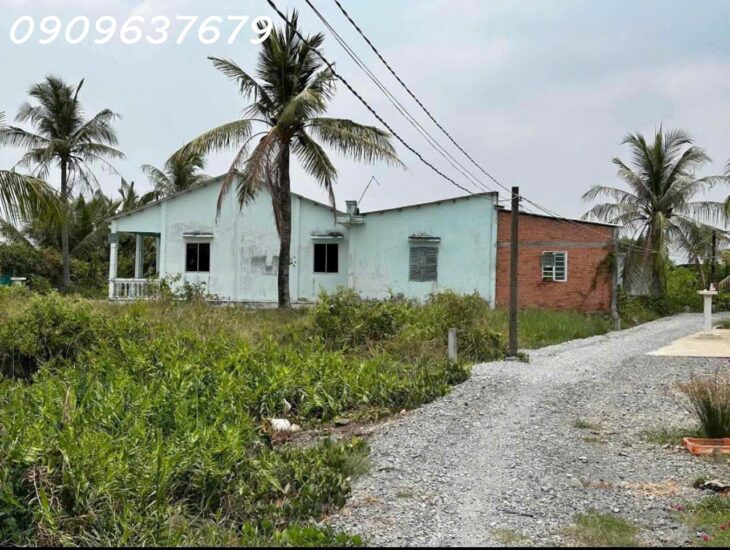 Gấp gấp Bán Nhà vườn có diện tích vuông vức (300m2 Thổ + 1004m2 vườn) Xã Tân Chánh H cần Đước Long