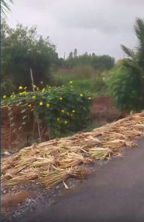 CẦN BÁN LÔ ĐẤT CỰC ĐẸP MẶT TIỀN LỘ LỚN- WIEW SÔNG TẠI TÂN LẬP, MỘC HÓA, LONG AN – CHÍNH CHỦ: 0984