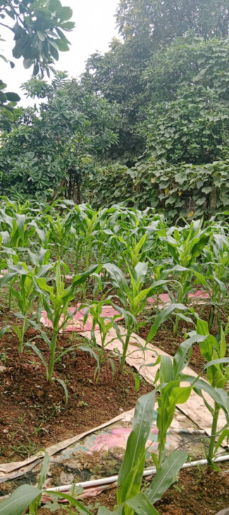 – Viêm Khê( Mỹ Hà ) – Hợp Tiến – Mỹ Đức – Hà Nội