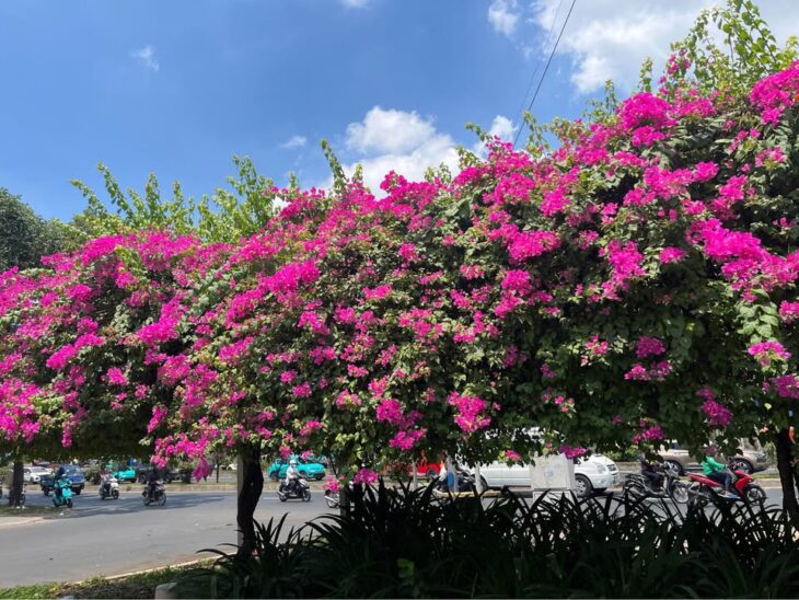 📣📣GẤP GẤP! CHỦ GIẢM TIẾP(TỔNG GIẢM 1 tỷ) – 🌼🌹KHÁCH SẠN 5 TẦNG – MẶT TIỀN TRẦN THỊ CỜ