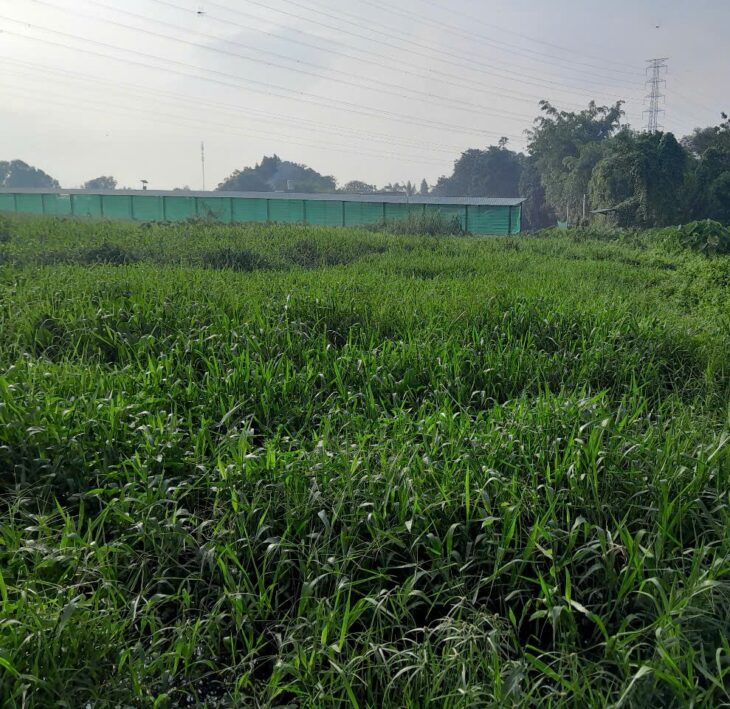 Đất Khủng 2595m2 có 26 tỷ x Mặt tiền Nguyễn Thị Điệp Đông Thạnh Hóc Môn TP. Hồ Chí Minh.