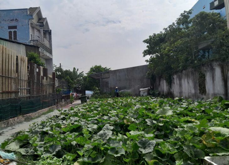 Đất Lô Góc 188m2 có 6 tỷ x Mặt tiền Đông Thạnh Hóc Môn Hồ Chí Minh.