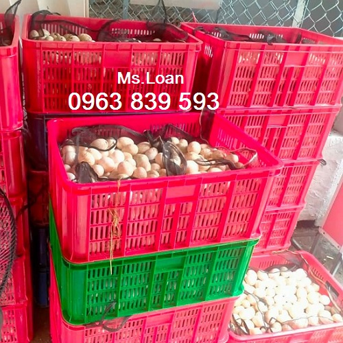 Sọt nhựa hở 2T5, sọt đựng trái cây nông sản, rổ nhựa đựng hàng / 0963 839 593 Ms.Loan