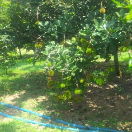 BẠN VÈ QUÊ GỬI BẢN VƯỜN CÂY ĂN TRÁI TẠI BÌNH DƯƠNG