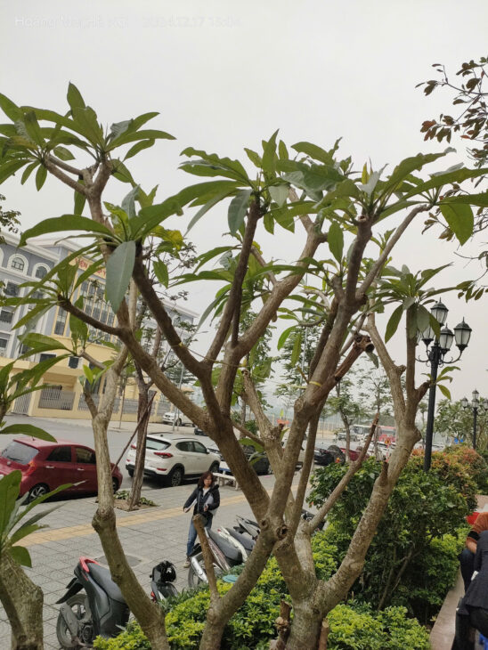 Cho thuê gấp lâu dài căn hộ 82m, tầng 23, 15tr/th Trần Thủ Độ, Hoàng Mai.