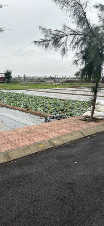 Đất nền ven biển Quất Lâm Nam Định