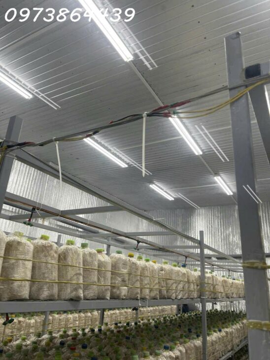 ???? CƠ HỘI ĐẦU TƯ SIÊU HẤP DẪN – SANG NHƯỢNG TRANG TRẠI NẤM CÔNG NGHỆ CAO TẠI CỦ CHI ????
