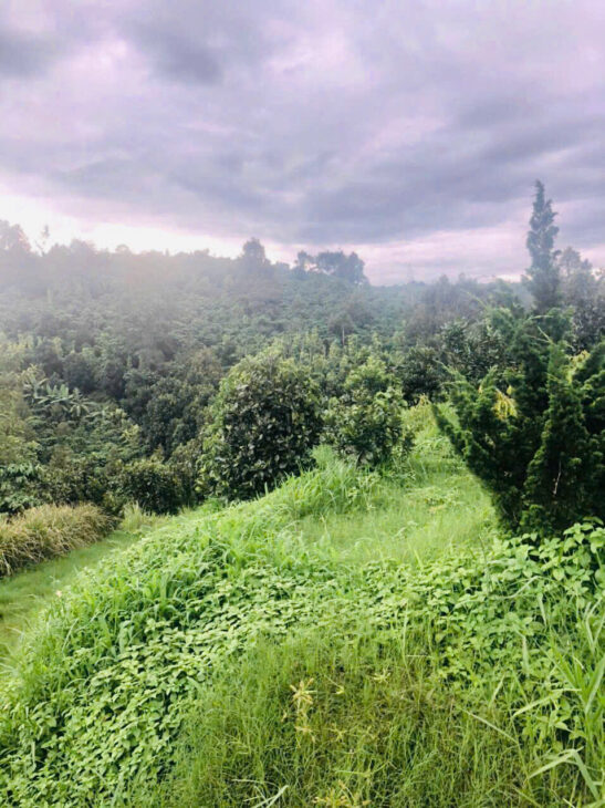 💥 GIÁ NGỘP THỞ – BÁN GẤP VƯỜN CÂY ĂN TRÁI 4,3 SÀO – HẺM 198 ĐOÀN THỊ ĐIỂM, LỘC THANH, TP. BẢO LỘC