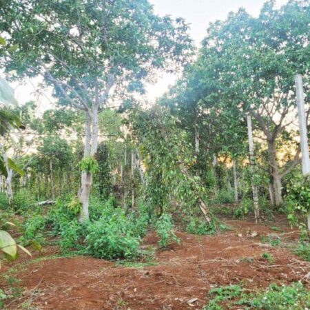 🔥 SIÊU PHẨM ĐẤT BAZAN 1,3HA – CÁCH QL14 CHỈ 400M – GIÁ CHỈ 650TR/SÀO 🔥