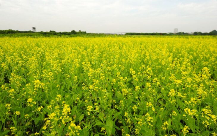 BÁN NHÀ NGUYỄN VIẾT XUÂN, THANH XUÂN, SIÊU HIẾM, 20M Ô TÔ TRÁNH, 37M2, 9.6 TỶ(CTL)