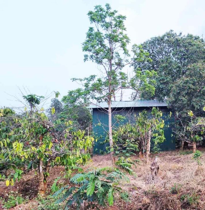 ĐẤT NÔNG NGHIỆP 1.7 HA, EA KAO – BUÔN MA THUỘT – GIÁ HẤP DẪN 450 TRIỆU/SÀO