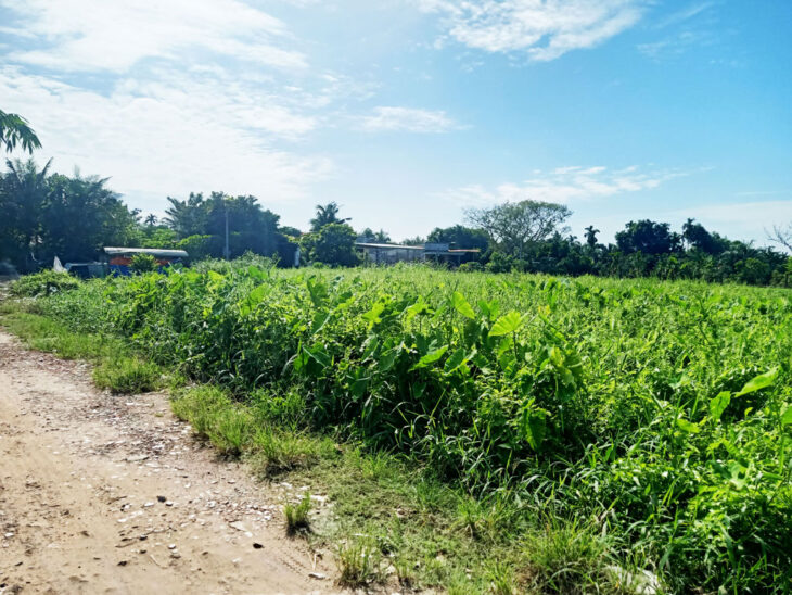 Bán đất 1/ đường 148 – 135m2 – 5×27 – 129m2 thổ cư – xã Bình Mỹ – Củ Chi