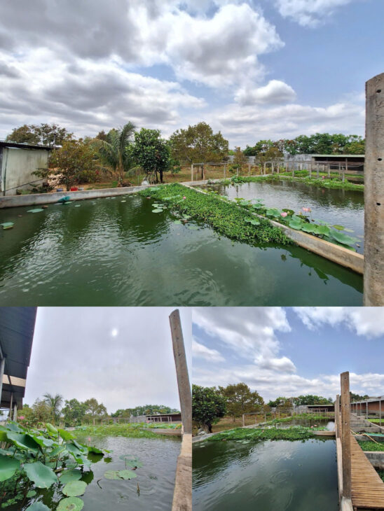 Bán 6.000m² Đất Trang Trại – Khu Nghỉ Dưỡng tại Đường Lý Chính Thắng, P.chi Lăng, Pleiku, Gia Lai