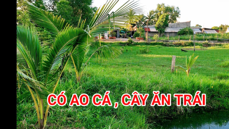 300 Triệu sang Tên 1000m2 có Thổ Cư, Gần DT 818, mỗi tháng trả dần 3 triệu