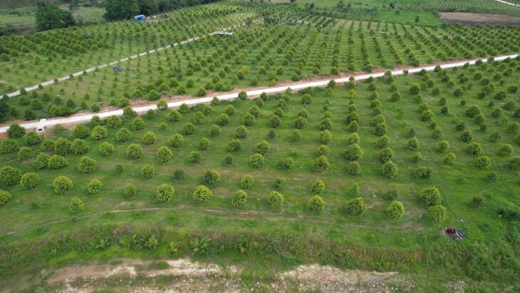 BÁN ĐẤT VƯỜN ĐẸP TẠI KHÁNH VĨNH – GIÁ CHỈ 3 TỶ, CÓ THƯƠNG LƯỢNG
