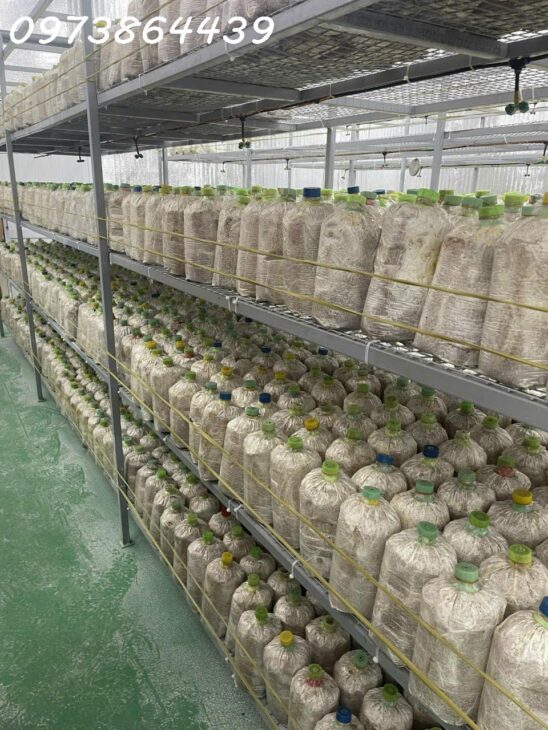 CƠ HỘI ĐẦU TƯ SIÊU HẤP DẪN – SANG NHƯỢNG TRANG TRẠI NẤM CÔNG NGHỆ CAO TẠI CỦ CHI