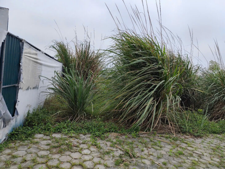 Cơ hội đầu tư hấp dẫn: 1,4 sào đất (540m²) giá chỉ hơn 1 tỷ