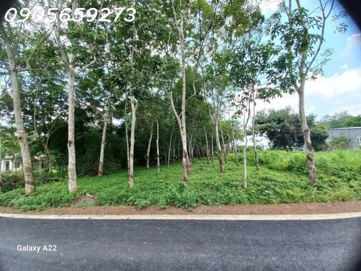 BÁN GẤP 5.000m2 tại KCN DẦU TIẾNG 1 – 600K/m2 – 2.8tỷ