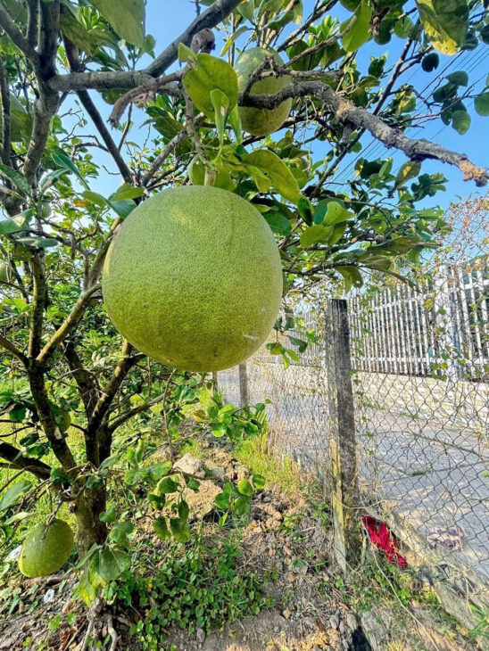 Bán Đất Mỹ Tho 10x79m DH89 vô 50m Giá 1.25 tỷ Kế Bên Chọ Mỹ Phong