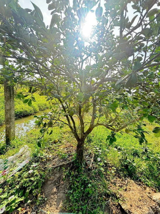 Bán Đất Mỹ Tho 10x79m DH89 vô 50m Giá 1.25 tỷ Kế Bên Chọ Mỹ Phong