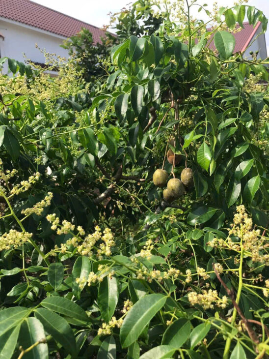 CẦN THƠ: BÁN BIỆT THỰ VƯỜN CÁCH NGUYỄN CHÍ THANH 200m P.TRÀ NÓC Q.BÌNH THUỶ