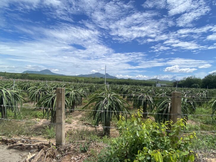 Bán 4 hecta đất ngộp Tân Bình, thị xã LaGi tặng vườn thanh long