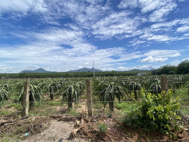 Bán 4 hecta đất ngộp Tân Bình, thị xã LaGi tặng vườn thanh long