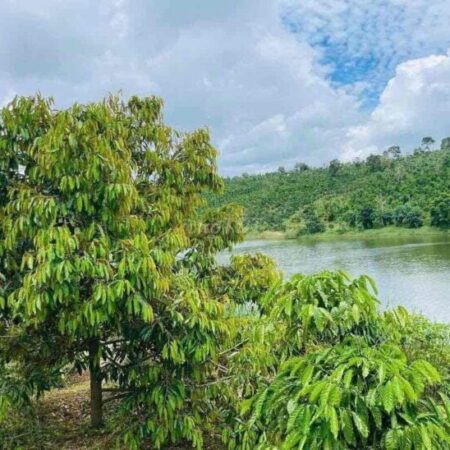 Bán Vườn Thuận An Bám đập cách tỉnh lộ 683 nhựa 300m, đã tách 5 sổ sẵn