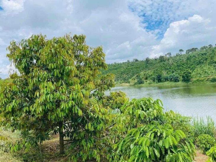 Bán Vườn Thuận An Bám đập cách tỉnh lộ 683 nhựa 300m, đã tách 5 sổ sẵn