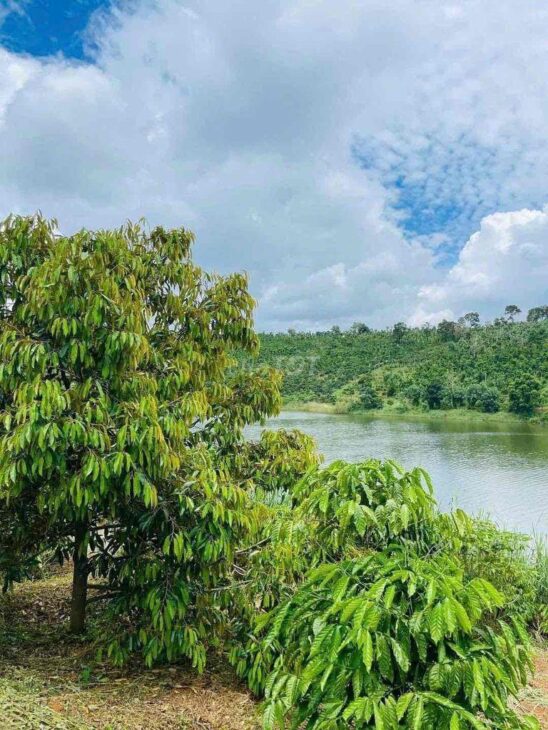 Bán Vườn Thuận An Bám đập cách tỉnh lộ 683 nhựa 300m, đã tách 5 sổ sẵn