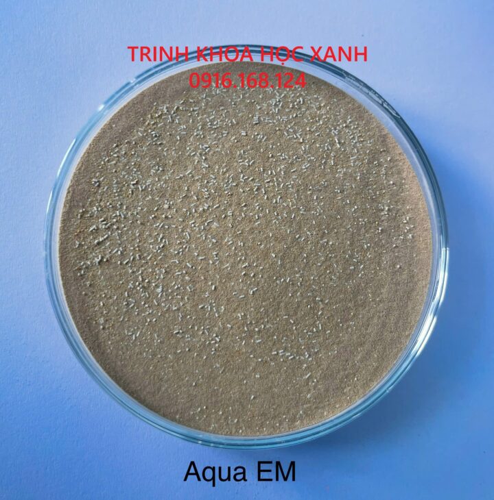 EM GỐC – AQUA EM Men vi sinh tổng hợp đậm đặc dạng bột cho tôm/cá