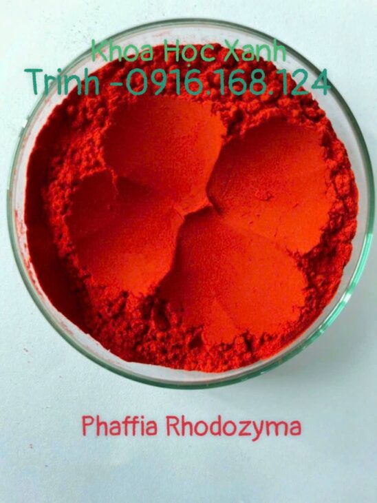 Astaxanthin – PHAFFIA RHODOZYMA
