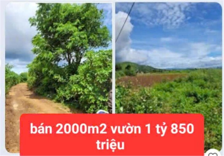HẠ GIÁ TỪ 2.6 TỶ XUỐNG BÁN 1 tỷ 850 triệu – 2 sào đất vườn tổ 32 liên nghĩa-đức trọng -lâm đồng