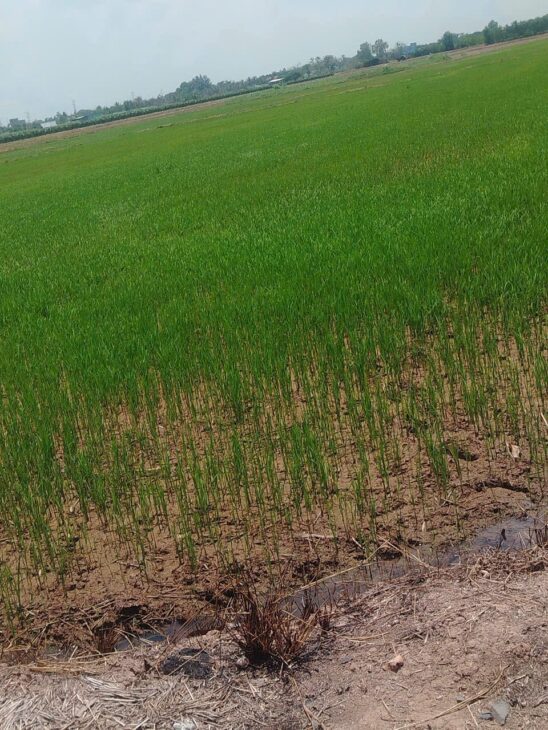 ĐẤT CHÍNH CHỦ – GIÁ TỐT – Cần Bán Đất Xã Phước Trung, Gò Công Đông Tiền Giang