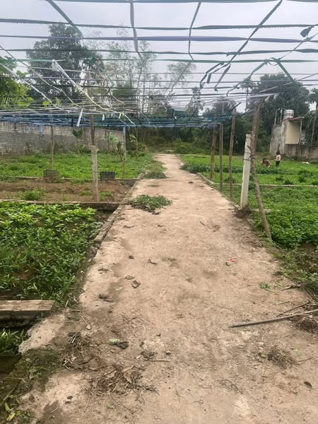 CHÍNH CHỦ GỬI BÁN – DUY NHẤT 1 LÔ 42 M ĐẤT ĐẸP TẠI TÍCH GIANG – PHÚC THỌ – HÀ NỘI