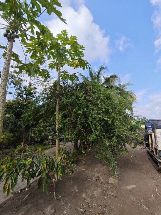 56. cho thuê đất 5 triệu 1200m2 gần cầu Cồn Khương 2 mặt lộ và sông