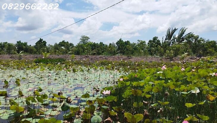 Bán Đất Vườn Cây Ăn Trái, Hòa Long, Đồng Tháp DT 44000m2, Giá 22 Tỷ, Sổ Hồng Chính Chủ.