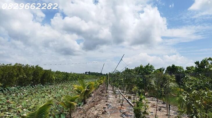 Bán Đất Vườn Cây Ăn Trái, Hòa Long, Đồng Tháp DT 44000m2, Giá 22 Tỷ, Sổ Hồng Chính Chủ.