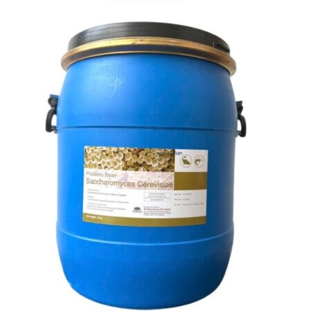 Nấm men đơn bào Sachharomyces Cerevisiae, giúp tôm cá tăng trưởng, bổ sung thức ăn chăn nuôi