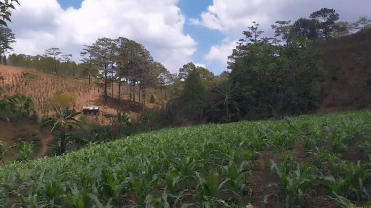 Bán 28 sào đất Lạc Dương Cách trung tâm hành chính xã mới chỉ 4,5km – chỉ 400tr/sào