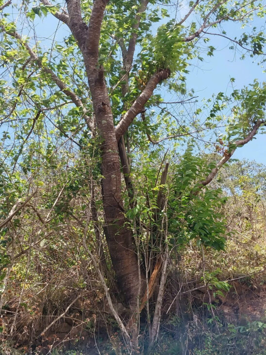Bán 28 sào đất Lạc Dương Cách trung tâm hành chính xã mới chỉ 4,5km – chỉ 400tr/sào