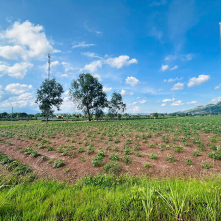 Bán 1.1 sào đất Tân Nghĩa – Hàm Tân giá rẻ 750 triệu đường ô tô