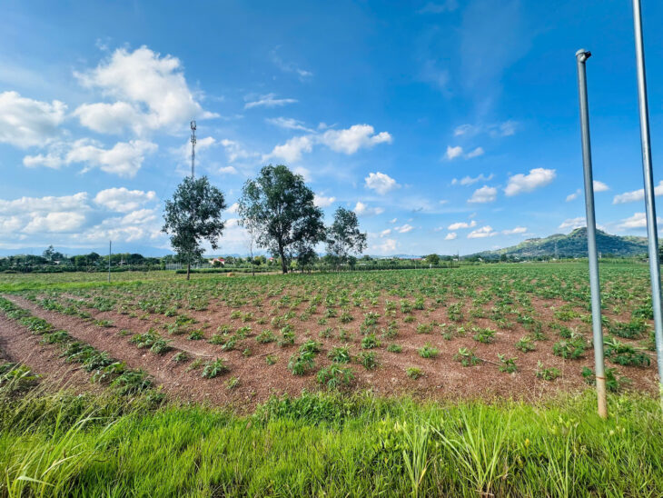 Bán 1.1 sào đất Tân Nghĩa – Hàm Tân giá rẻ 750 triệu đường ô tô