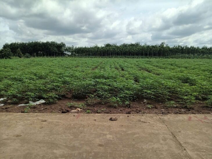 ĐẤT ĐẸP- Cần Bán Nhanh lô đất vị trí đẹp Khu An Linh huyện Phú Giáo, tỉnh Bình Dương