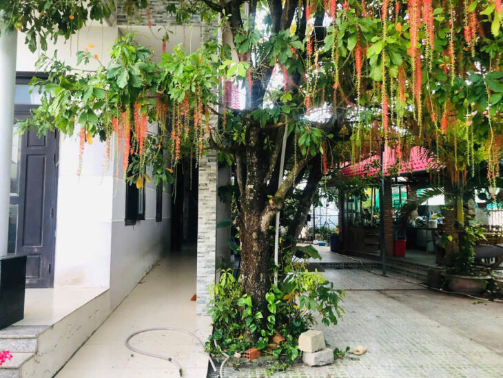 Bán nhà vườn492m2 gần biển Bình Tân , LaGi giá rẻ nhất chỉ 7.5tr/m2